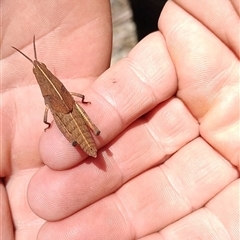 Goniaea australasiae at Orangeville, NSW - 15 Jan 2025 12:00 PM