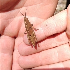 Goniaea australasiae at Orangeville, NSW - 15 Jan 2025 12:00 PM