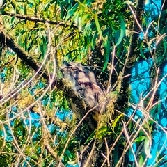 Podargus strigoides (Tawny Frogmouth) at Orangeville, NSW - 15 Jan 2025 by belleandjason