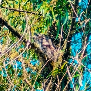 Podargus strigoides (Tawny Frogmouth) at Orangeville, NSW by belleandjason