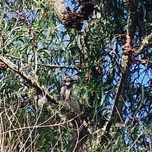 Podargus strigoides at Orangeville, NSW - 15 Jan 2025 10:06 AM