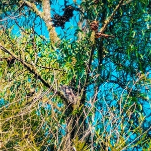 Podargus strigoides at Orangeville, NSW - 15 Jan 2025 10:06 AM