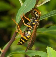 Polistes (Polistes) chinensis (Asian paper wasp) at Downer, ACT - 15 Jan 2025 by RobertD