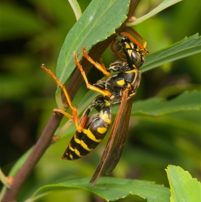 Polistes (Polistes) chinensis (Asian paper wasp) at Downer, ACT - 15 Jan 2025 by RobertD