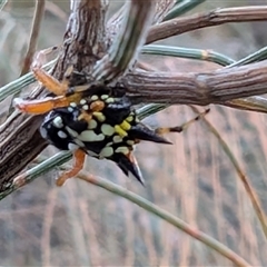 Austracantha minax (Christmas Spider, Jewel Spider) at Watson, ACT - 15 Jan 2025 by sbittinger