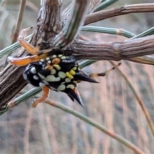 Austracantha minax (Christmas Spider, Jewel Spider) at Watson, ACT by sbittinger