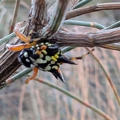 Austracantha minax (Christmas Spider, Jewel Spider) at Watson, ACT - 14 Jan 2025 by sbittinger