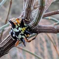 Austracantha minax at Watson, ACT - 15 Jan 2025 07:59 AM