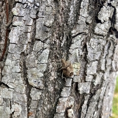 Unidentified Shield, Stink or Jewel Bug (Pentatomoidea) at Berrinba, QLD - 15 Jan 2025 by HCLearner