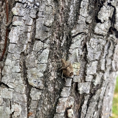 Unidentified Shield, Stink or Jewel Bug (Pentatomoidea) at Berrinba, QLD - 15 Jan 2025 by HCLearner