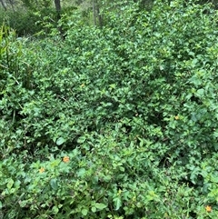 Lantana camara at Berrinba, QLD - 15 Jan 2025 by HCLearner