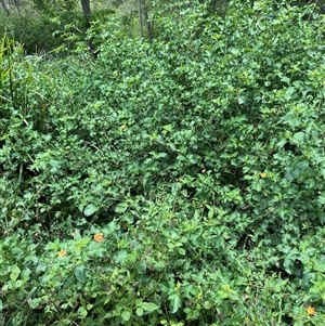 Lantana camara at Berrinba, QLD - 15 Jan 2025 01:05 PM