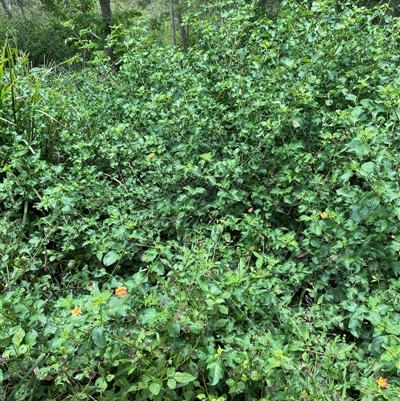 Lantana camara (Lantana) at Berrinba, QLD - 15 Jan 2025 by HCLearner