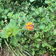 Lantana camara at Berrinba, QLD - 15 Jan 2025 01:05 PM