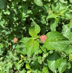 Lantana camara at Berrinba, QLD - 15 Jan 2025 01:05 PM