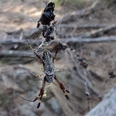 Trichonephila edulis (Golden orb weaver) at Watson, ACT - 15 Jan 2025 by sbittinger