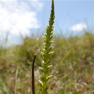 Microtis parviflora at Gundary, NSW - suppressed