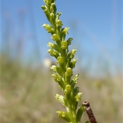 Microtis parviflora at Gundary, NSW - suppressed