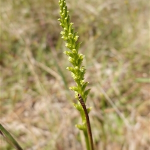 Microtis parviflora at Gundary, NSW - suppressed