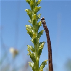 Microtis parviflora at Gundary, NSW - suppressed