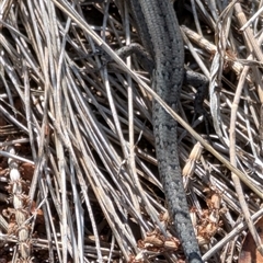 Lampropholis guichenoti (Common Garden Skink) at Watson, ACT - 15 Jan 2025 by sbittinger