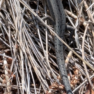 Unidentified Skink at Watson, ACT by sbittinger