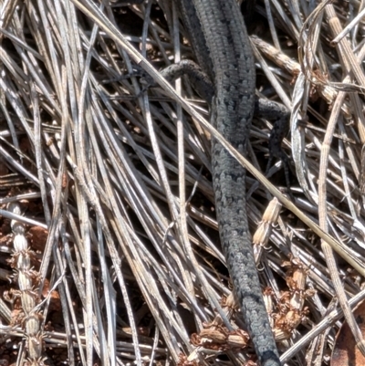 Lampropholis guichenoti (Common Garden Skink) at Watson, ACT - 15 Jan 2025 by sbittinger