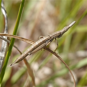 Keyacris scurra (Key's Matchstick Grasshopper) at Gundary, NSW by RobG1