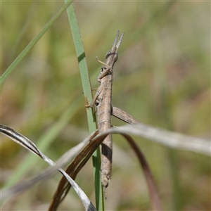 Keyacris scurra at Gundary, NSW - 6 Nov 2024 11:20 AM