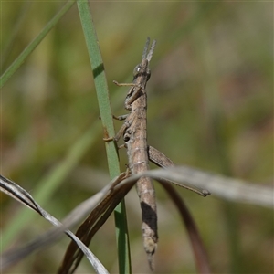 Keyacris scurra at Gundary, NSW - 6 Nov 2024 11:20 AM