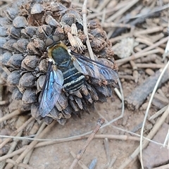 Villa sp. (genus) (Unidentified Villa bee fly) at Ainslie, ACT - 8 Jan 2025 by JBrickhill