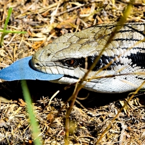 Tiliqua scincoides scincoides at Kandos, NSW - suppressed