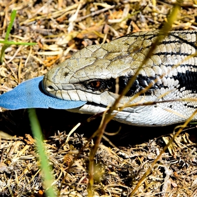 Tiliqua scincoides scincoides (Eastern Blue-tongue) at Kandos, NSW - 14 Jan 2025 by aussiejai