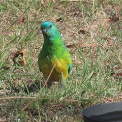 Psephotus haematonotus (Red-rumped Parrot) at Macarthur, ACT - 14 Jan 2025 by RodDeb