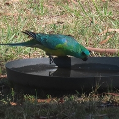 Psephotus haematonotus at Macarthur, ACT - 15 Jan 2025 09:30 AM