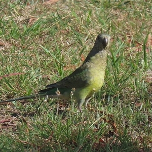 Psephotus haematonotus at Macarthur, ACT - 15 Jan 2025 09:30 AM