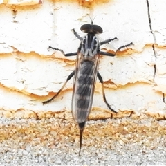 Cerdistus sp. (genus) (Slender Robber Fly) at Wanniassa, ACT - 13 Jan 2025 by JohnBundock