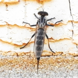 Cerdistus sp. (genus) (Slender Robber Fly) at Wanniassa, ACT by JohnBundock