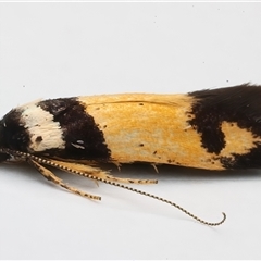 Cosmopterigidae (family) undescribed species (a cosmet moth) at Ainslie, ACT - 6 Jan 2025 by jb2602