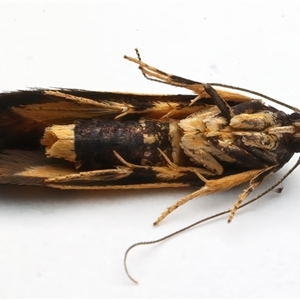 Cosmopterigidae (family) undescribed species at Ainslie, ACT - 6 Jan 2025