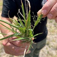 Panicum hillmanii (Hillman's Panic Grass) at Throsby, ACT - 16 Jan 2025 by RangerRiley