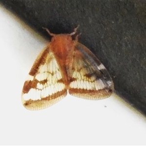 Scolypopa australis (Passionvine hopper, Fluffy bum) at Wanniassa, ACT by JohnBundock