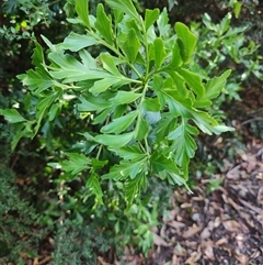 Phyllocladus aspleniifolius (Celery top pine) at Southwest, TAS - 13 Jan 2025 by LyndalT