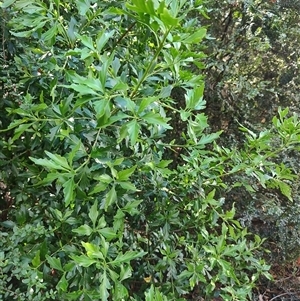 Phyllocladus aspleniifolius at Southwest, TAS - 13 Jan 2025 11:05 AM