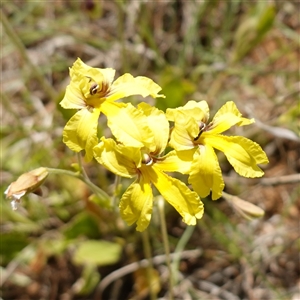 Goodenia paradoxa at Gundary, NSW - 6 Nov 2024