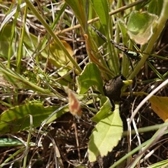 Goodenia paradoxa at Gundary, NSW - 6 Nov 2024