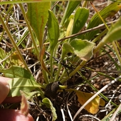 Goodenia paradoxa at Gundary, NSW - 6 Nov 2024