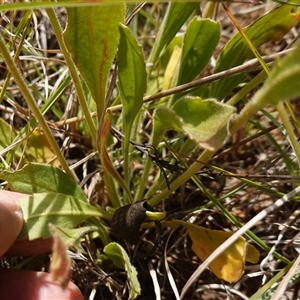 Goodenia paradoxa at Gundary, NSW - 6 Nov 2024