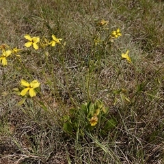 Goodenia paradoxa at Gundary, NSW - 6 Nov 2024