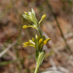 Pimelea curviflora var. sericea at Gundary, NSW - 6 Nov 2024 11:23 AM